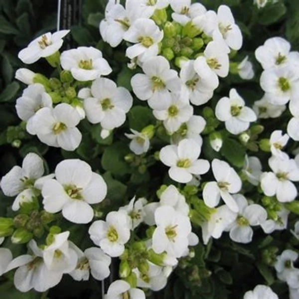 Arabis caucasica 'Little Treasure White' - Kaukázusi ikravirág