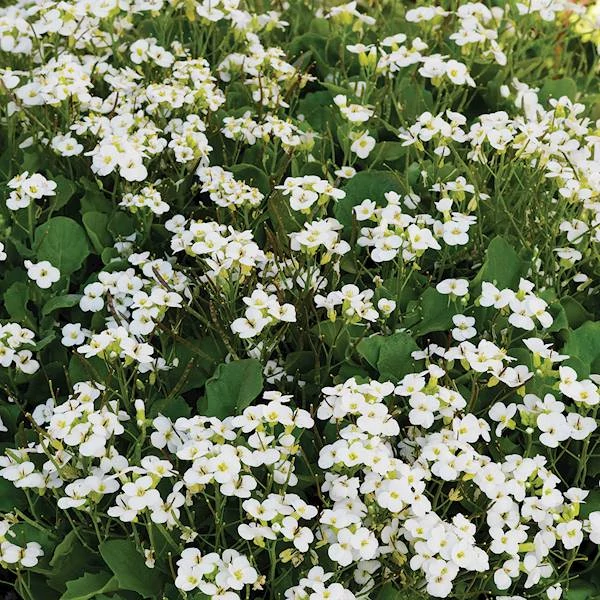 Arabis caucasica 'Little Treasure White' - Kaukázusi ikravirág