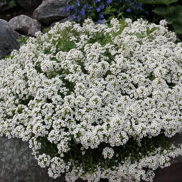 Arabis caucasica 'Little Treasure White' - Kaukázusi ikravirág