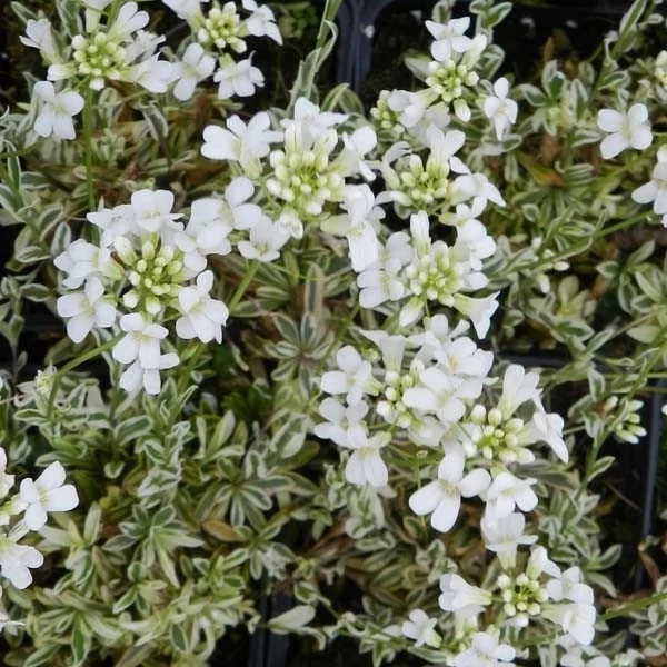 Arabis ferdinandi-coburgii 'Old Gold' - Macedón ikravirág