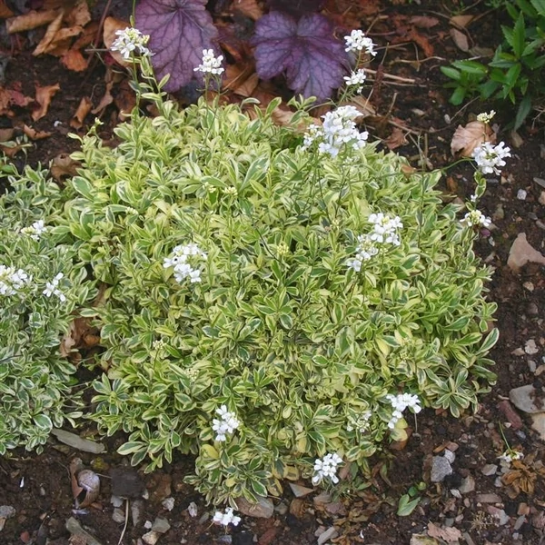 Arabis ferdinandi-coburgii 'Old Gold' - Macedón ikravirág