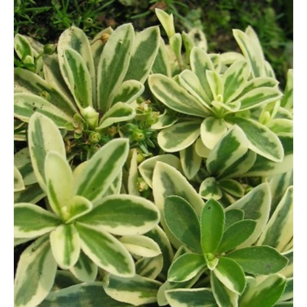 Arabis ferdinandi-coburgii 'Old Gold' - Macedón ikravirág