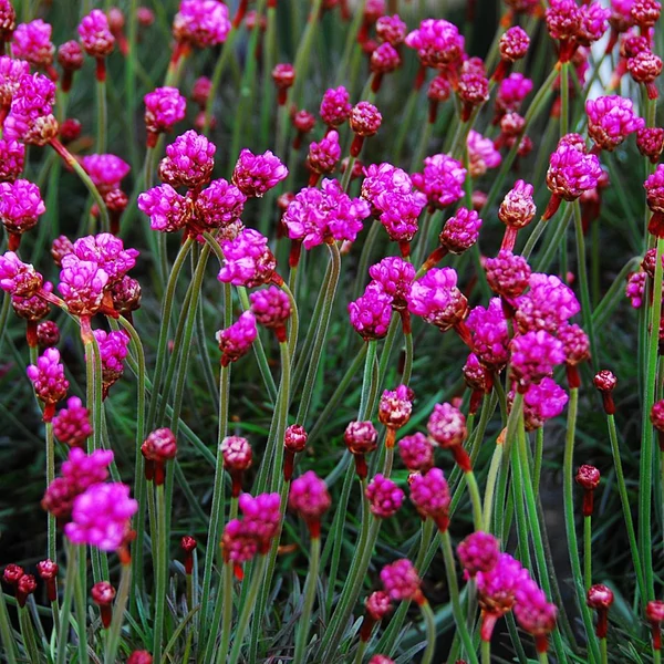Armeria maritima 'Rubrifolia' - Tengerparti pázsitszegfű