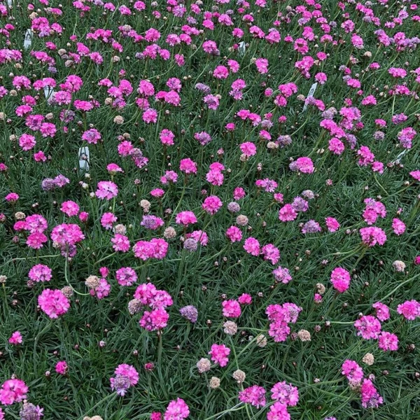 Armeria maritima 'Rubrifolia' - Tengerparti pázsitszegfű