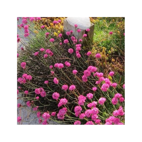 Armeria maritima 'Rubrifolia' - Tengerparti pázsitszegfű