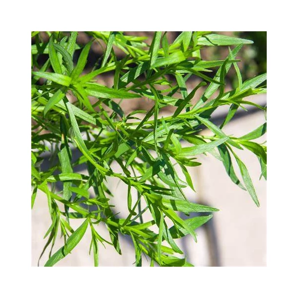 Artemisia dracunculus – Tárkony