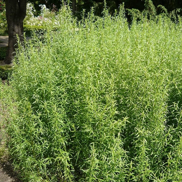 Artemisia dracunculus – Tárkony