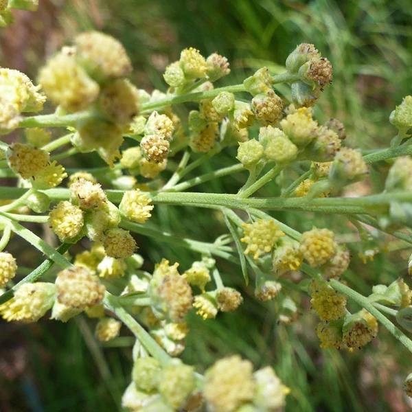 Artemisia dracunculus – Tárkony