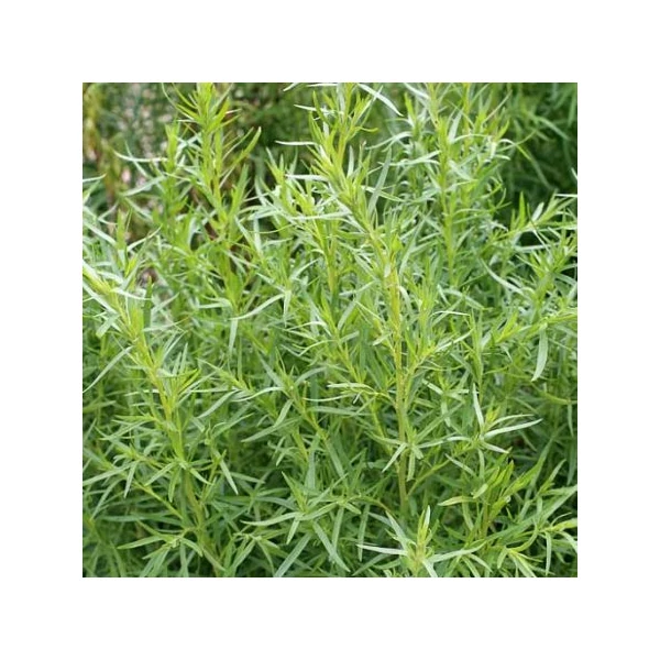 Artemisia dracunculus – Tárkony