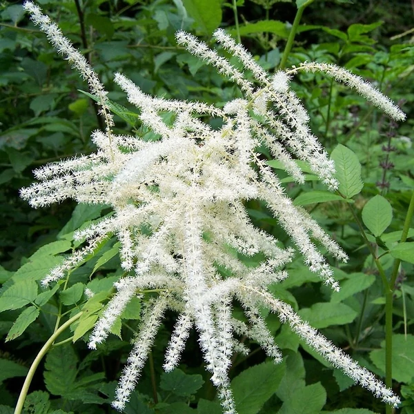 Aruncus dioicus – Erdei tündérfürt