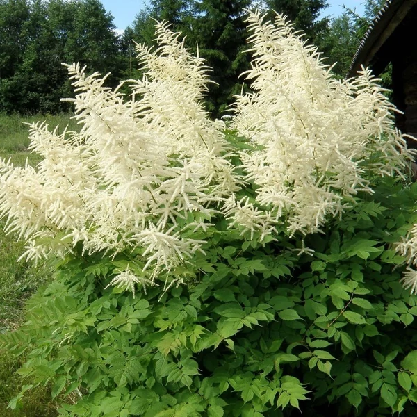 Aruncus dioicus – Erdei tündérfürt