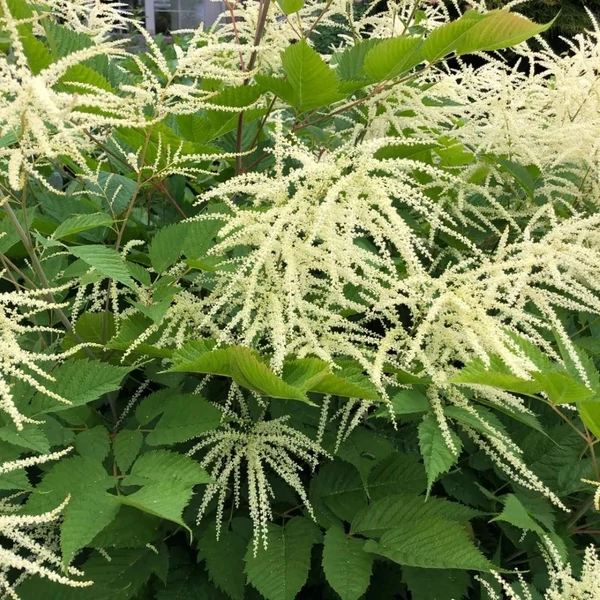 Aruncus dioicus – Erdei tündérfürt