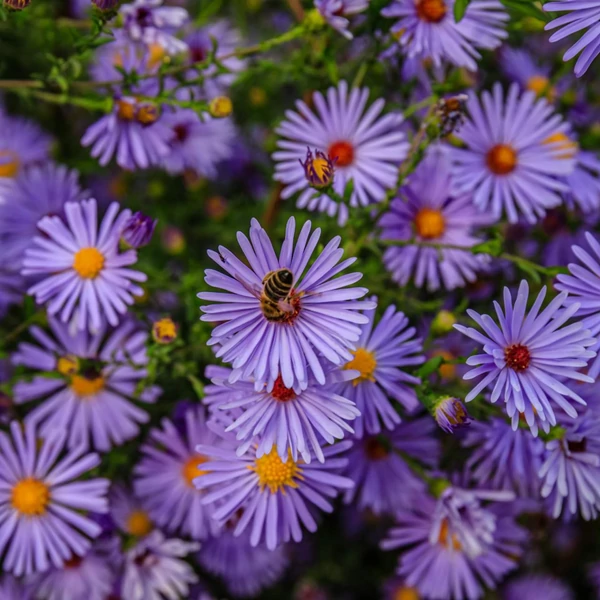 Aster dumosus 'Blaue Lagune' – Törpe őszirózsa