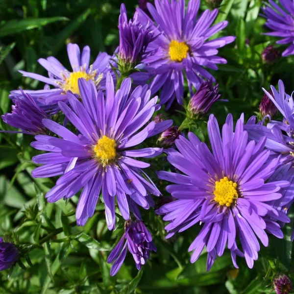 Aster dumosus 'Blaue Lagune' – Törpe őszirózsa