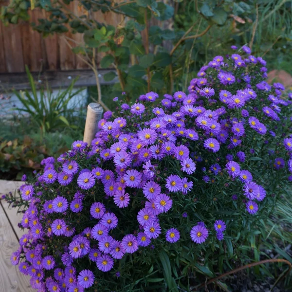 Aster dumosus 'Blaue Lagune' – Törpe őszirózsa