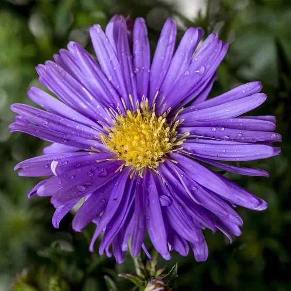 Aster dumosus 'Blaue Lagune' – Törpe őszirózsa