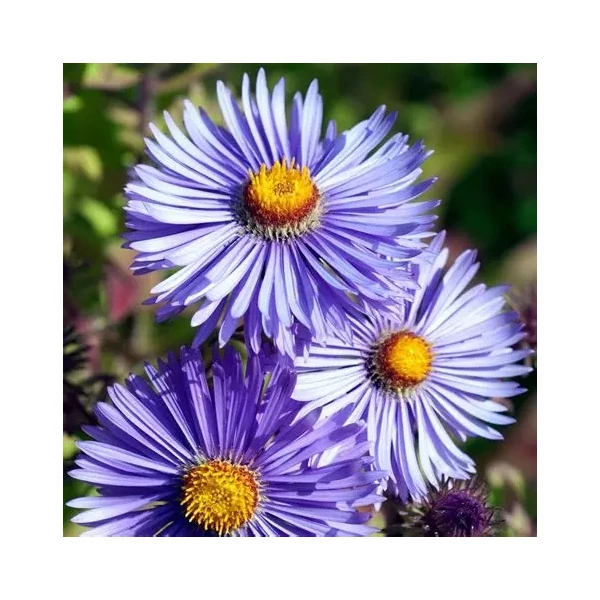 Aster novae-angliae (syn.: Symphyotrichum novae-angliae) 'Barr's Blue' – Mirigyes őszirózsa