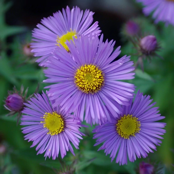 Aster novae-angliae (syn.: Symphyotrichum novae-angliae) 'Barr's Blue' – Mirigyes őszirózsa
