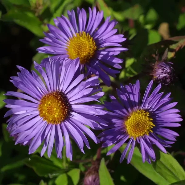 Aster novae-angliae (syn.: Symphyotrichum novae-angliae) 'Barr's Blue' – Mirigyes őszirózsa