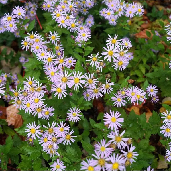 Aster ageratoides 'Asran' - Őszirózsa, gerebcsin