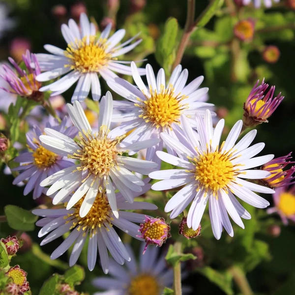 Aster ageratoides 'Asran' - Őszirózsa, gerebcsin