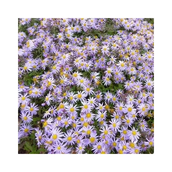 Aster ageratoides 'Eleven Purple' - Őszirózsa, gerebcsin