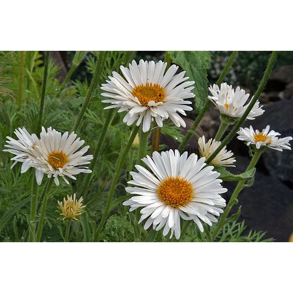 Aster alpinus 'Albus' - Havasi őszirózsa, gerebcsin