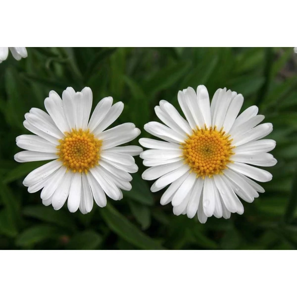 Aster alpinus 'Albus' - Havasi őszirózsa, gerebcsin
