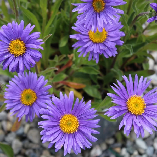 Aster alpinus 'Dunkle Schöne' - Havasi őszirózsa, gerebcsin