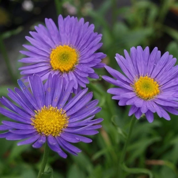 Aster alpinus 'Dunkle Schöne' - Havasi őszirózsa, gerebcsin