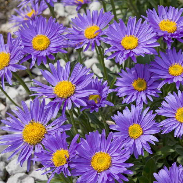 Aster alpinus 'Dunkle Schöne' - Havasi őszirózsa, gerebcsin