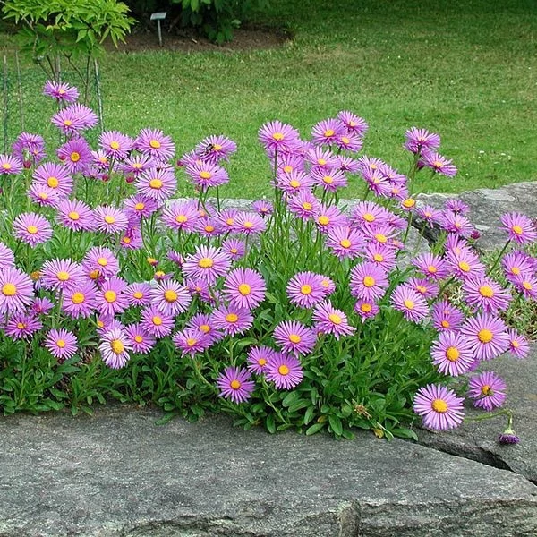 Aster alpinus 'Happy End' - Havasi őszirózsa, gerebcsin