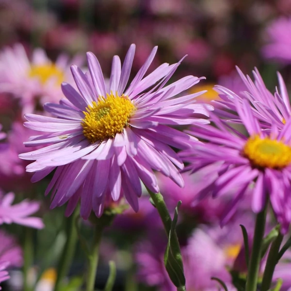 Aster alpinus 'Happy End' - Havasi őszirózsa, gerebcsin