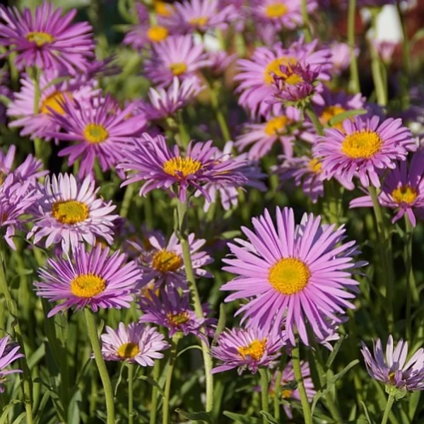 Aster alpinus 'Happy End' - Havasi őszirózsa, gerebcsin