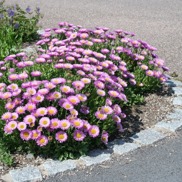 Aster alpinus 'Happy End' - Havasi őszirózsa, gerebcsin