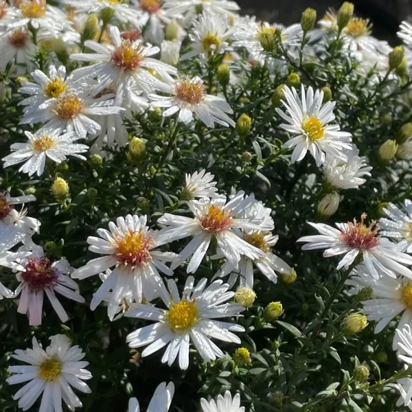 Aster dumosus 'Niobe' – Törpe őszirózsa