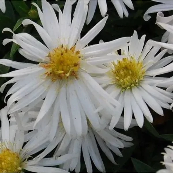 Aster dumosus 'Niobe' – Törpe őszirózsa