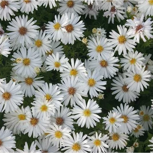 Aster dumosus 'Niobe' – Törpe őszirózsa