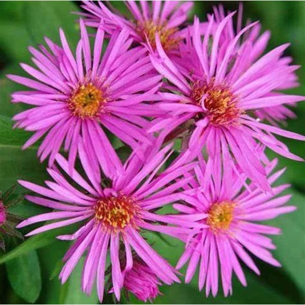 Aster novae-angliae 'Vibrant Dome' - Mirigyes őszirózsa