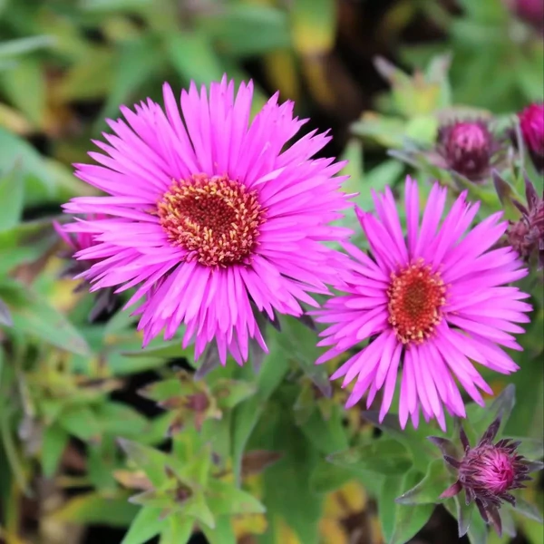 Aster novae-angliae 'Vibrant Dome' - Mirigyes őszirózsa