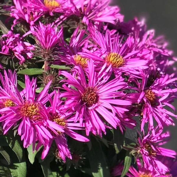 Aster novae-angliae 'Vibrant Dome' - Mirigyes őszirózsa