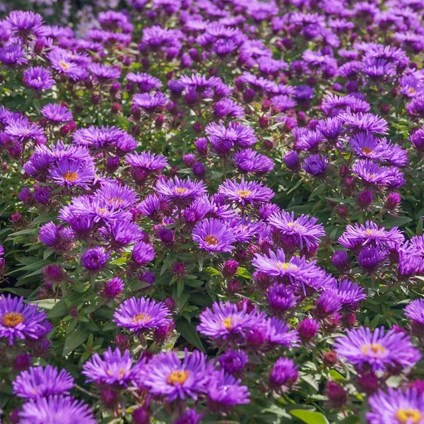 Aster novae-angliae 'Purple Dome' - Mirigyes sötétlila őszirózsa