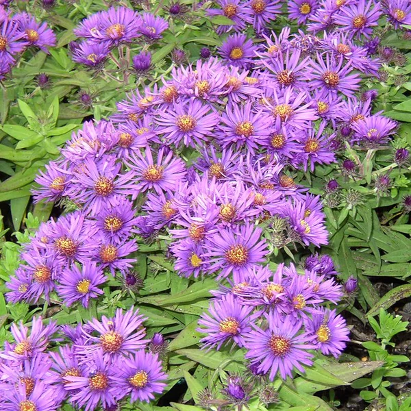Aster novae-angliae 'Purple Dome' - Mirigyes sötétlila őszirózsa