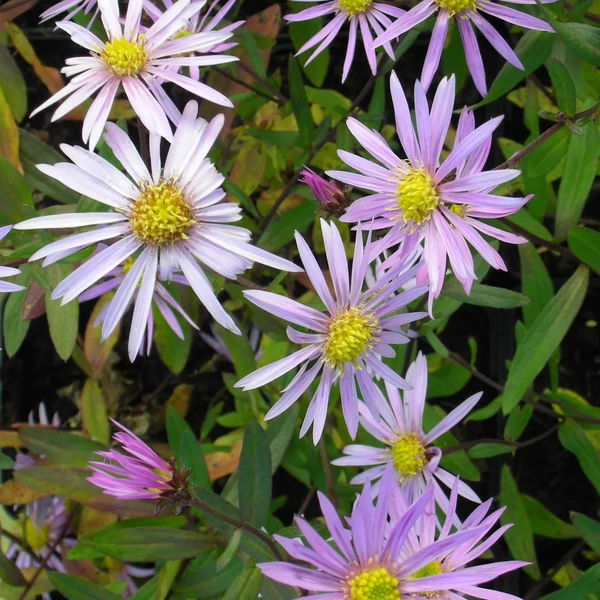 Aster pyrenaeus 'Lutetia' – Pireneusi őszirózsa