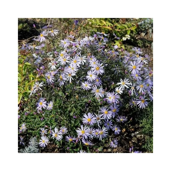 Aster pyrenaeus 'Lutetia' – Pireneusi őszirózsa