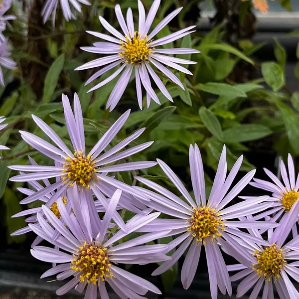 Aster pyrenaeus 'Lutetia' – Pireneusi őszirózsa