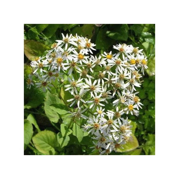 Aster schreberi – Őszirózsa