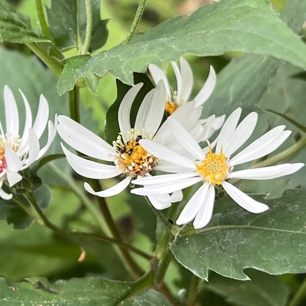 Aster schreberi – Őszirózsa