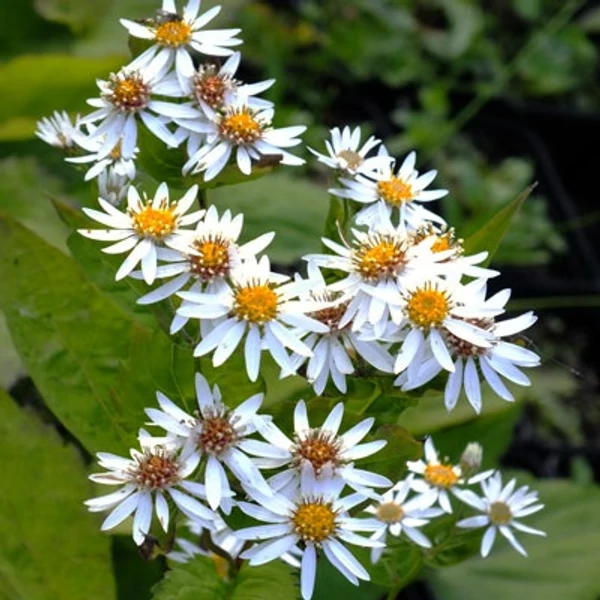 Aster schreberi – Őszirózsa