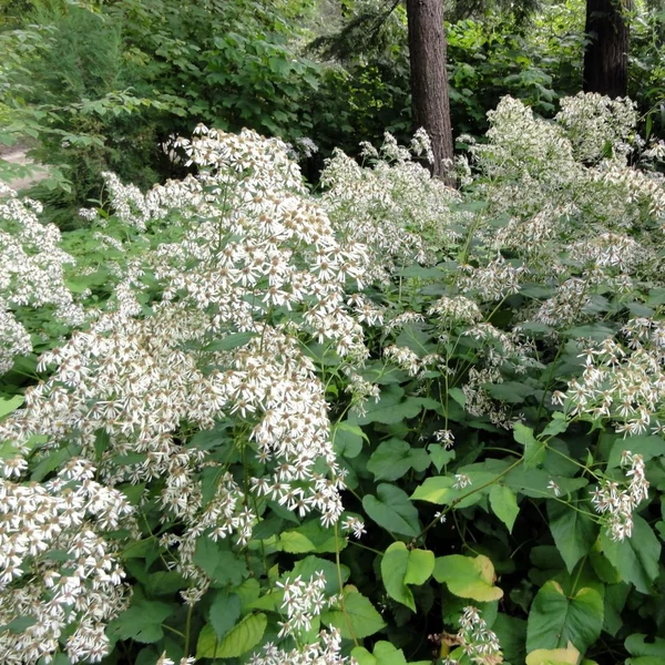 Aster schreberi – Őszirózsa